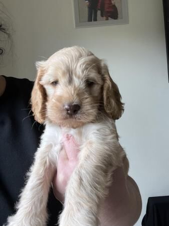 Poodle puppies for sale in Godalming, Surrey – 1 year old - Image 3 of 5