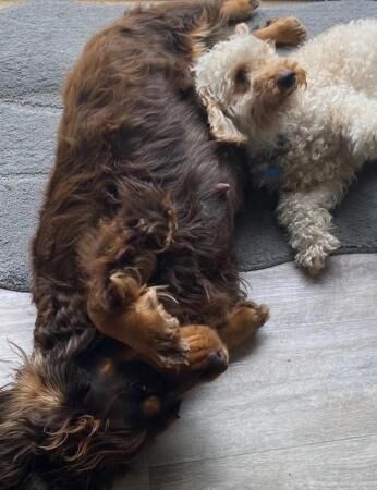 Poodle puppies for sale in Godalming, Surrey – 1 year old - Image 4 of 5