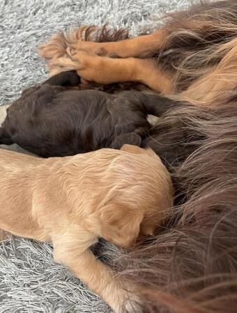 Poodle puppies for sale in Godalming, Surrey – 1 year old - Image 5 of 5