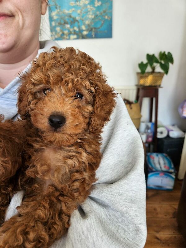 1 dark red toy poodle