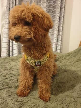 Poodle puppies for sale in Rochester, Kent – 2 years old - Image 2 of 5