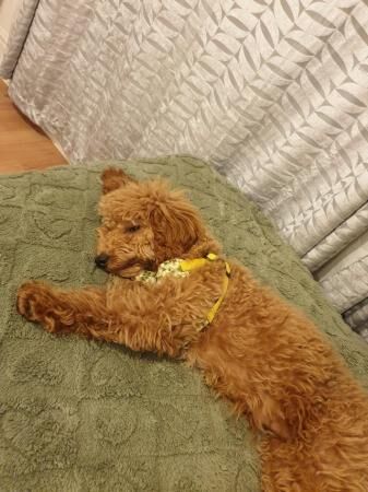 Poodle puppies for sale in Rochester, Kent – 2 years old - Image 3 of 5