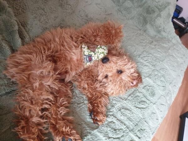 Poodle puppies for sale in Rochester, Kent – 2 years old - Image 4 of 5