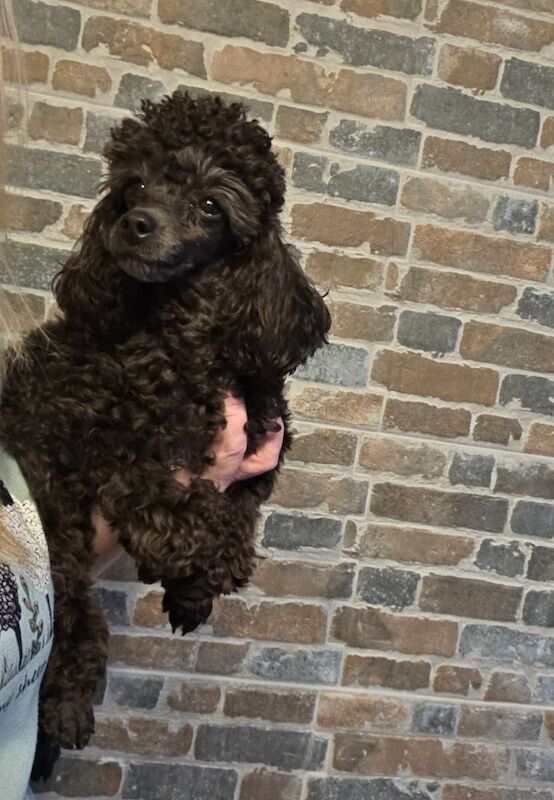 1 year old poodle