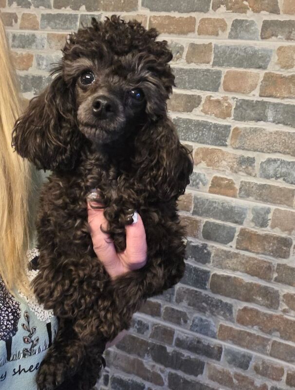 1 year old poodle - Image 4 of 6