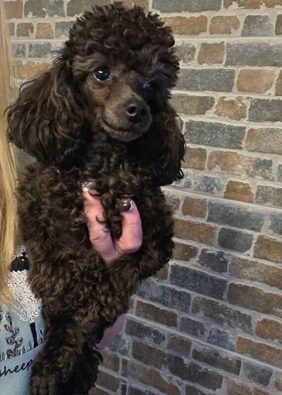 1 year old poodle - Image 5 of 6