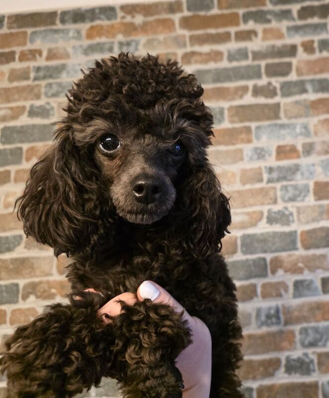 1 year old poodle - Image 6 of 6