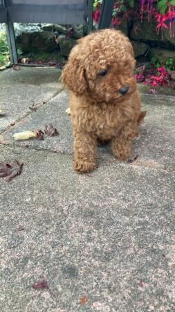 Poodle puppies for sale in Sheffield, South Yorkshire – 2 years old - Image 2 of 5