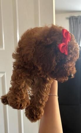 Poodle puppies for sale in Sheffield, South Yorkshire – 2 years old - Image 4 of 5