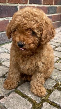 Poodle puppies for sale in Sheffield, South Yorkshire – 2 years old - Image 5 of 5