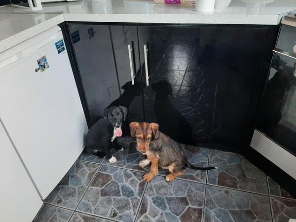 Poodle puppies for sale in New England, Somerset – 1 year old - Image 1 of 5