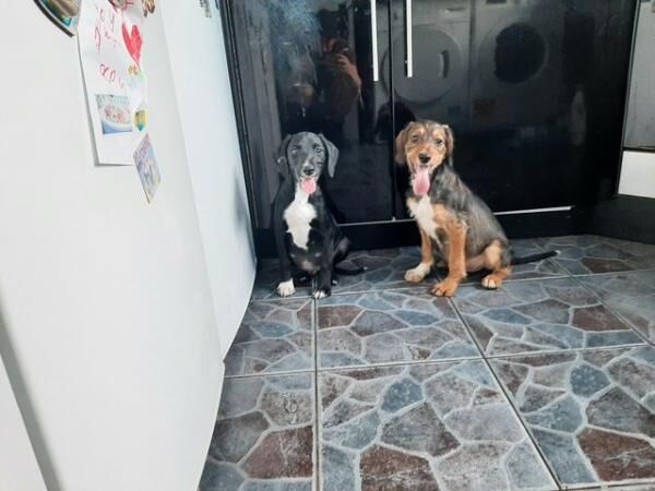 Poodle puppies for sale in New England, Somerset – 1 year old - Image 2 of 5