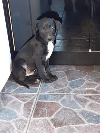 Poodle puppies for sale in New England, Somerset – 1 year old - Image 3 of 5