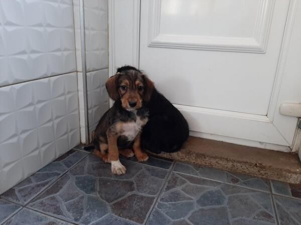 Poodle puppies for sale in New England, Somerset – 1 year old - Image 4 of 5