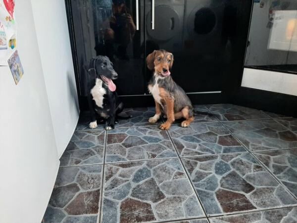 Poodle puppies for sale in New England, Somerset – 1 year old - Image 5 of 5