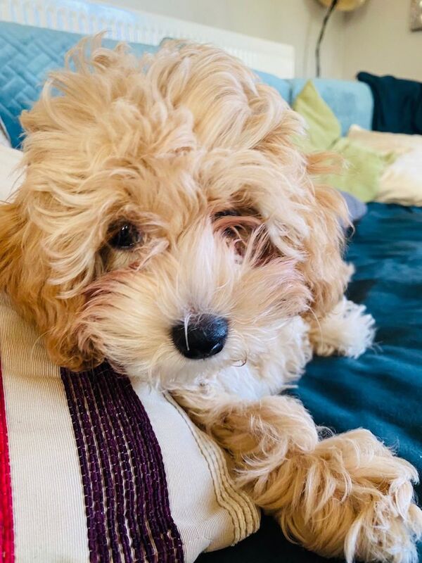 Poodle Puppies For Sale