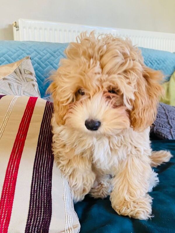 16 week Maltipoo Puppy LOLA! Including all puppy equipment - Image 2 of 3