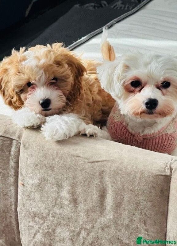 16 week Maltipoo Puppy LOLA! Including all puppy equipment - Image 3 of 3