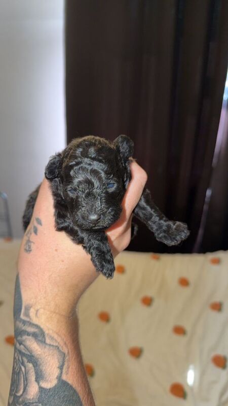 2 beautiful male toy poodle puppies - Image 2 of 6