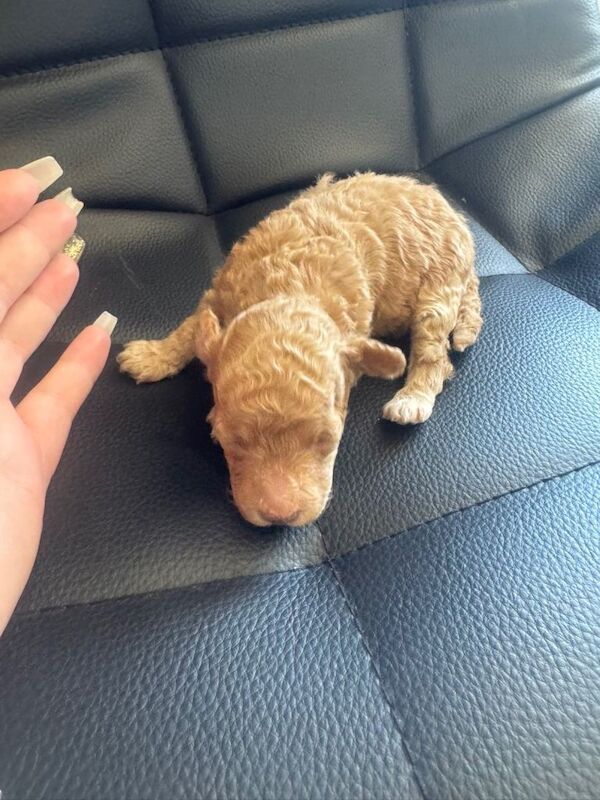 2 beautiful male toy poodle puppies - Image 3 of 6