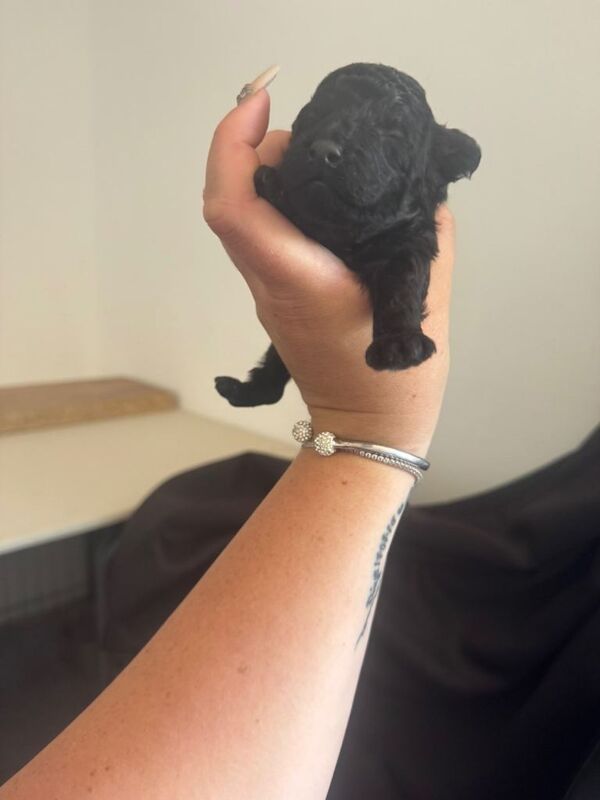 2 beautiful male toy poodle puppies - Image 4 of 6