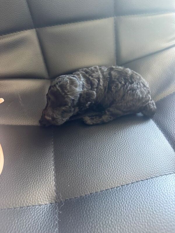 2 beautiful male toy poodle puppies - Image 5 of 6