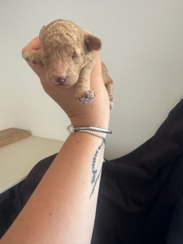 2 beautiful male toy poodle puppies - Image 6 of 6