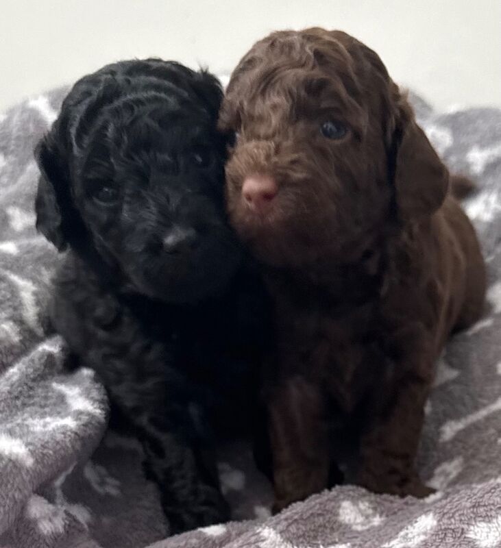 2 girls left Miniature poodle puppies