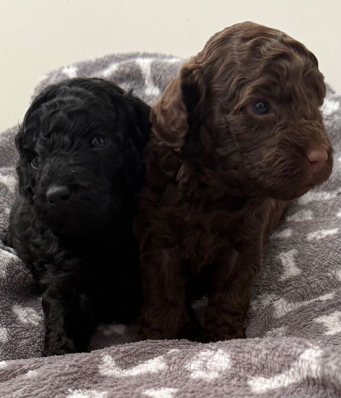 2 girls left Miniature poodle puppies - Image 2 of 4