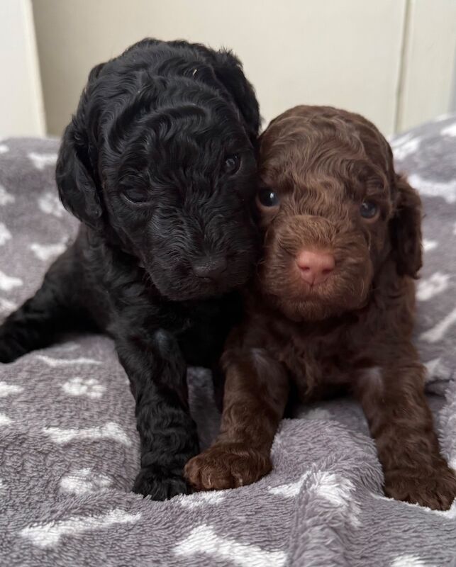 2 girls left Miniature poodle puppies - Image 3 of 4