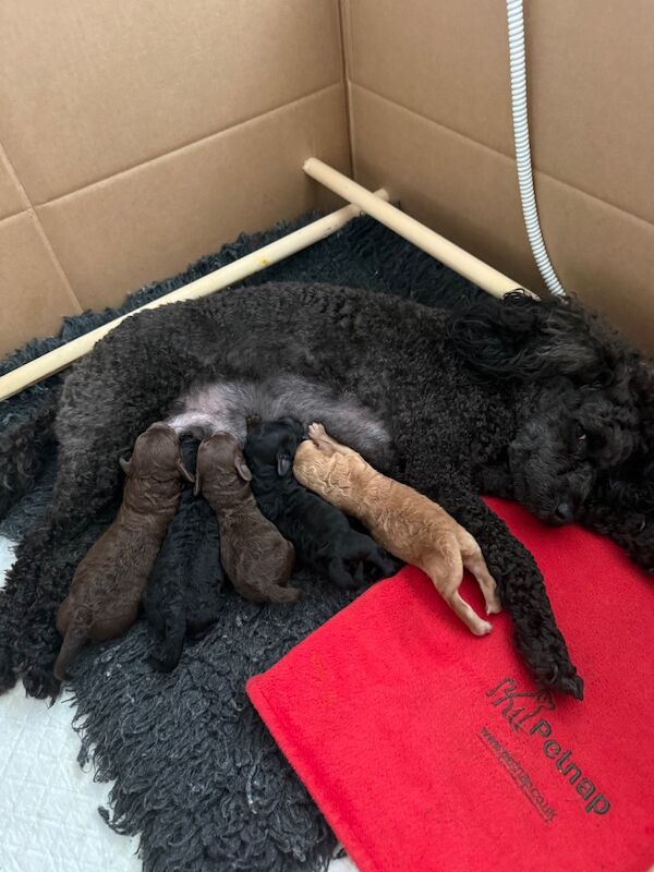 2 girls left Miniature poodle puppies - Image 4 of 4