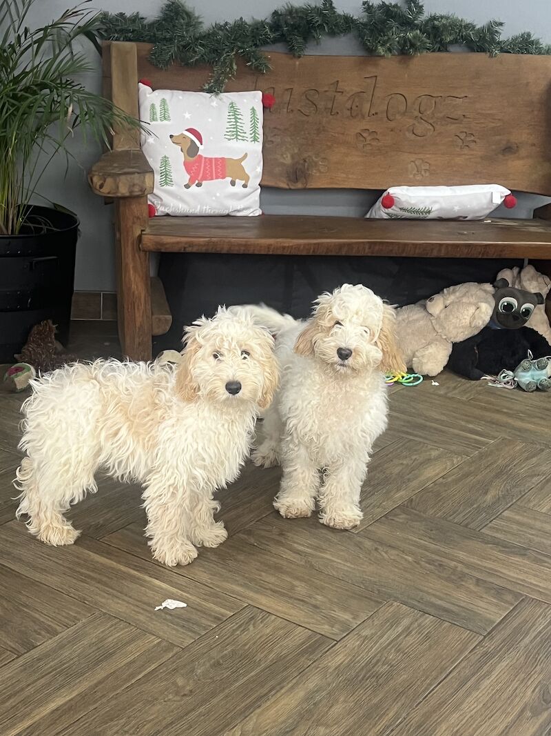 2 gorgeous F1 Cockapoo boy available for sale in Upwell, Norfolk - Image 1