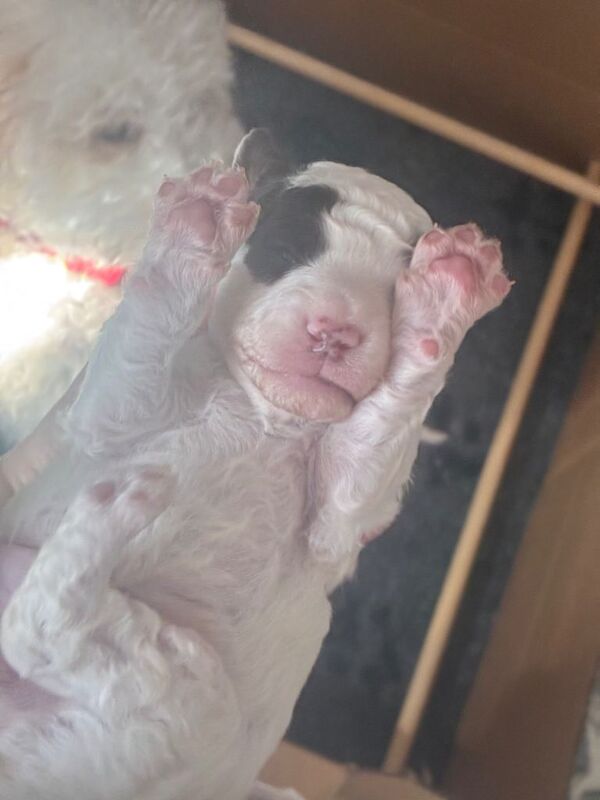2 little parti toy poodle x mini cockapoo