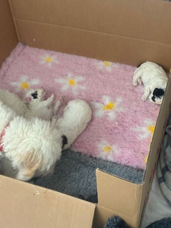 2 little parti toy poodle x mini cockapoo - Image 3 of 3