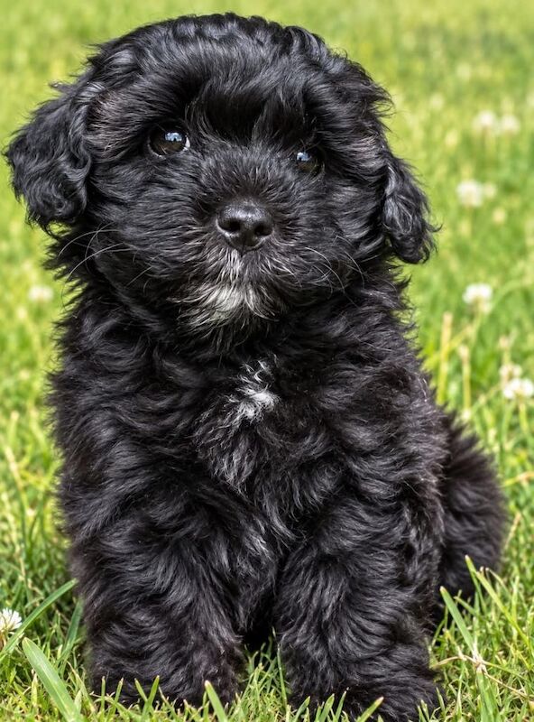Poodle Puppies For Sale
