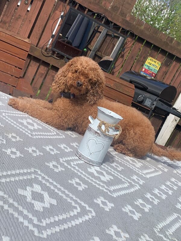 2 poodle - Image 2 of 4