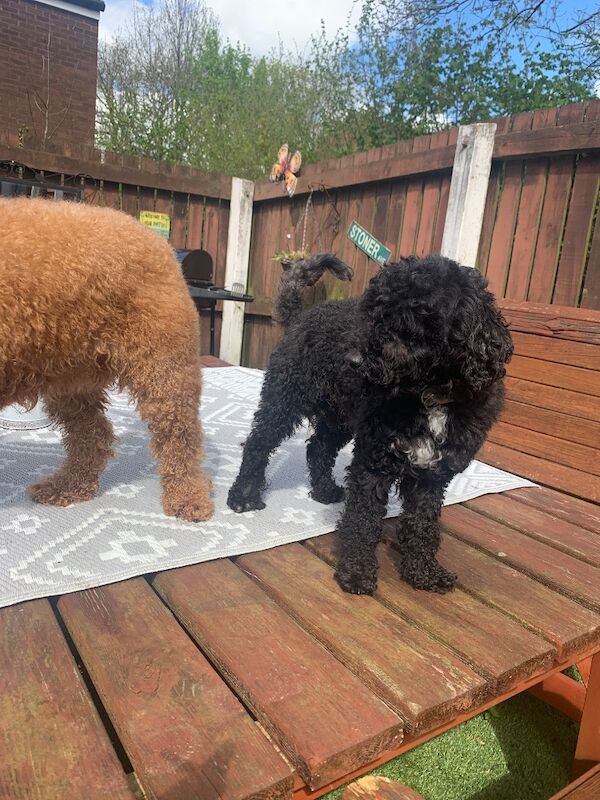 2 poodle - Image 3 of 4