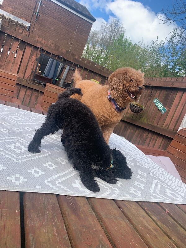 2 poodle - Image 4 of 4