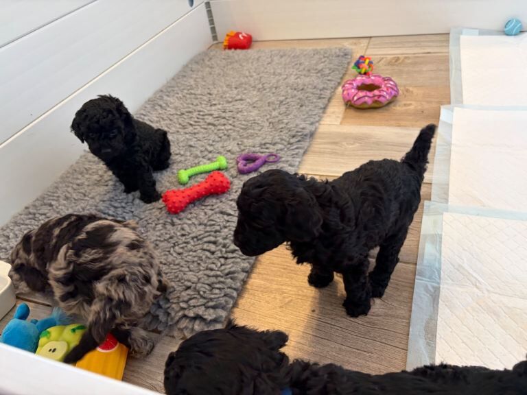 3/4 Miniature Poodle cross puli pups - Image 2 of 3