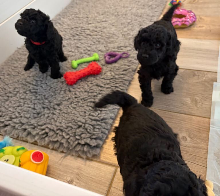 3/4 Miniature Poodle cross puli pups - Image 3 of 3