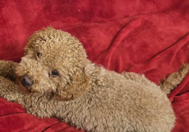Poodle puppies for sale in Shrewsbury, Shropshire – 1 year old - Image 2 of 5