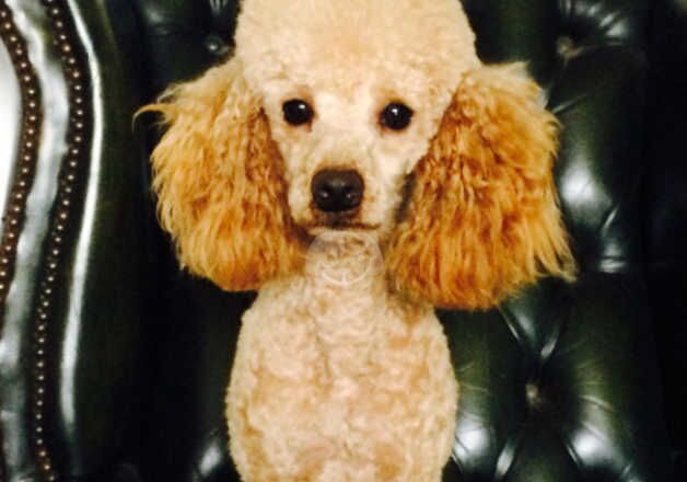 Poodle puppies for sale in Shrewsbury, Shropshire – 1 year old - Image 3 of 5