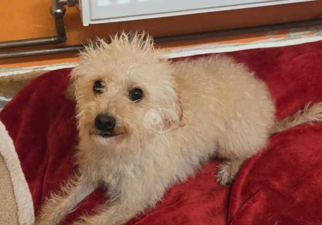 Poodle puppies for sale in Shrewsbury, Shropshire – 1 year old - Image 4 of 5