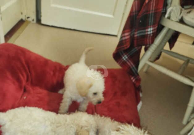 Poodle puppies for sale in Shrewsbury, Shropshire – 1 year old - Image 5 of 5