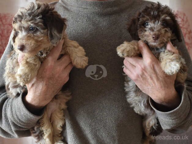 Poodle puppies for sale in Boston, Lincolnshire – 1 year old - Image 1 of 5