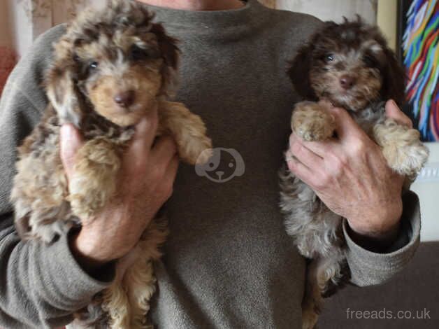Poodle puppies for sale in Boston, Lincolnshire – 1 year old - Image 3 of 5