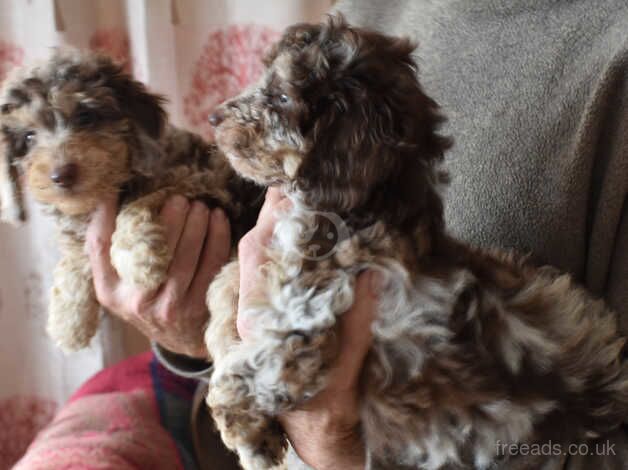 Poodle puppies for sale in Boston, Lincolnshire – 1 year old - Image 4 of 5