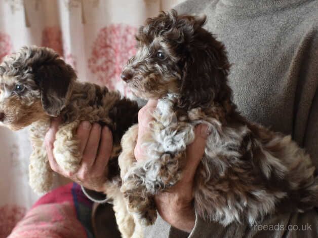 Poodle puppies for sale in Boston, Lincolnshire – 1 year old - Image 5 of 5