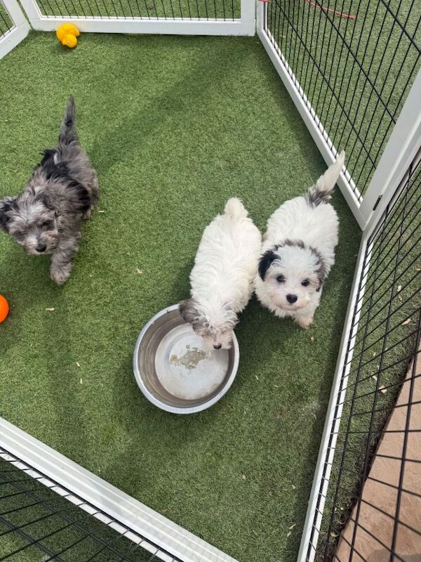 Kennel Club Registered Poodle Puppies For Sale