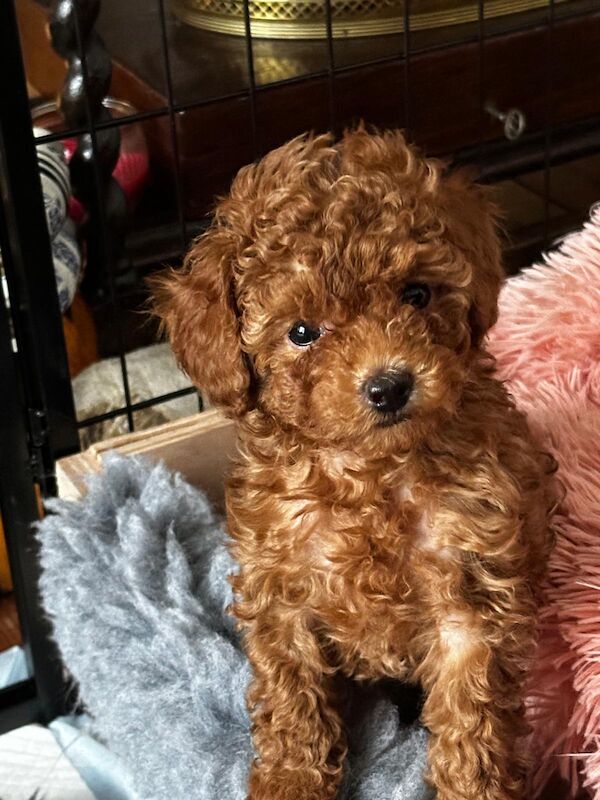 Poodle Puppies For Sale